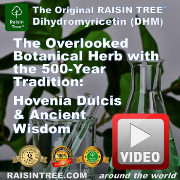 The Proven, Overlooked Herb with 500-Year Tradition: Hovenia Dulcis and Ancient Wisdom