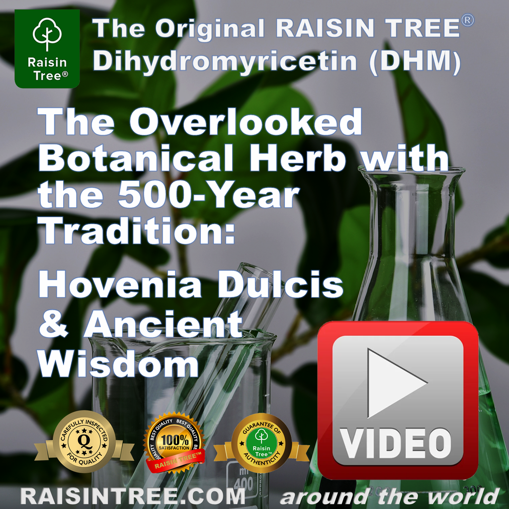 The Overlooked Herb with 500-Year Tradition:  Hovenia Dulcis and Ancient Wisdom