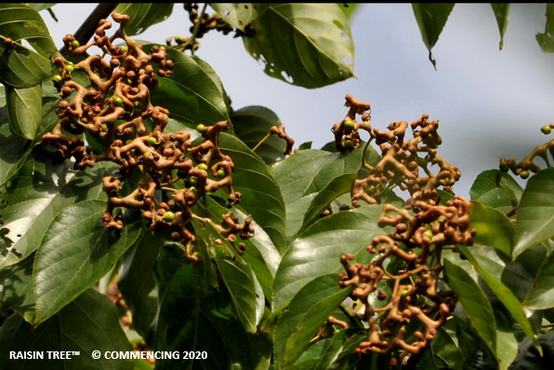 Raisin Tree - Discovered as a Herbal Medication 500 years ago